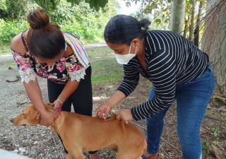 Campaña de prevención de rabia Canina y Silvestre en Panamá Oeste