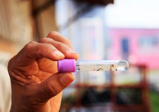 Dengue baja 20.0 % en Panamá, pero Minsa llama a no bajar la guardia