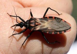 Chagas: una enfermedad poco común pero existente en Panamá 