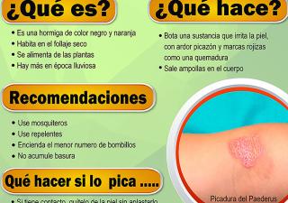 PAEDERUS IRRITANS CUIDADO