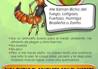 PAEDERUS IRRITANS Cuidado