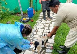 Realizan vacunación antirrábica en Bocas del Toro