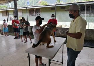 Campaña de vacunación antirrábica en Bocas del Toro