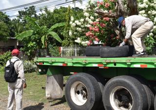 Aedes Aegypty, riesgo latente en Chiriquí
