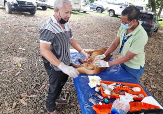 Minsa Chiriquí coordina internado de ocho nuevos veterinarios