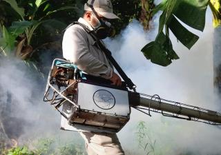 Prolifera vector de mosquito transmisor del Dengue