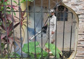 Aedes aegypty sigue al acecho de chiricanos