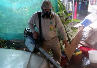 Prolifera en Chiriquí vector del Dengue