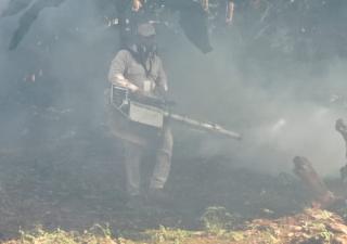 Barú en alerta por elevada infestación de Dengue