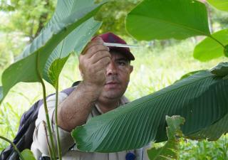 Focalizan campaña del día “D” contra el Aedes aegypty en Chiriquí