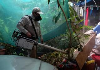 David mantiene altos niveles de infestación de Aedes aegypty