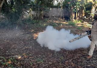 Aedes aegypty retoma terreno mientras vectores redobla esfuerzos por eliminar criaderos