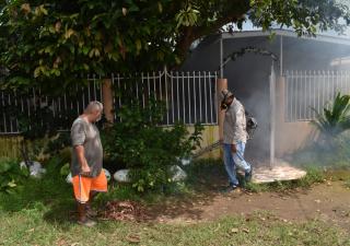 Corregimientos de David y Las Lomas con mayor infestación de Aedes Aegypty