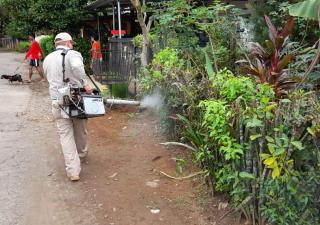 Aedes aegypty en David y Puerto Armuelles