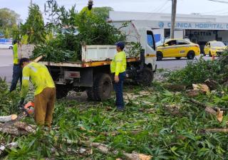 Realizan jornada de limpieza y poda de árboles en sede Minsa Chiriquí