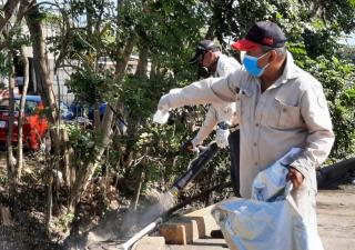 Eliminar los criaderos es fundamental para evitar el dengue: MINSA 