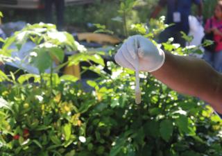 Salud insta a la ciudadanía a eliminar los criaderos del dengue