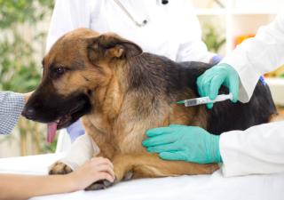 Minsa orienta a la población sobre qué es la zoonosis y cómo prevenirla