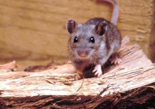 Mantener la limpieza es clave para evitar el Hantavirus 
