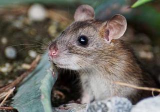 Reiteran redoblar medidas para evitar aumento de casos de hantavirus