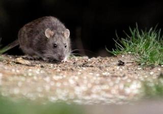 Hantavirus: enemigo a combatir en provincias centrales