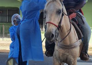 A pie, en auto y hasta a caballo, se desplazan a centros de hisopado 