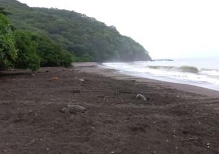 Más de 9,600 tortugas marinas desovan en playa La Marinera