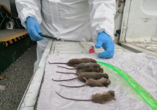 Herrera confirma su primer caso de hantavirus de este año