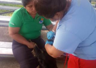 Bocas del Toro contrataca rabia bovina en la provincia.