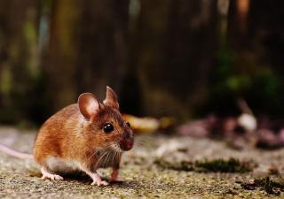 Eliminar criaderos es clave para contrarrestar enfermedades infecciosas