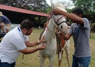 Minsa capacita dueños de caballo en Antón 