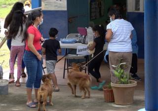Importante la atención médica de las mascotas