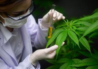 MINSA publica evaluación final de empresas que presentaron propuesta para obtener  licencias para la fabricación y distribución de cannabis medicinal