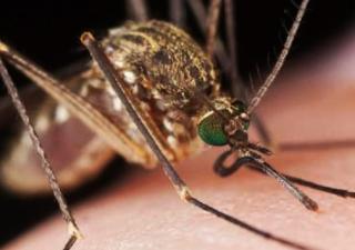 Implementación de terapias locales para el tratamiento de la leishmaniasis cutánea