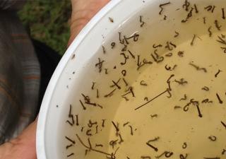 Comarca Ngäbe-Buglé en la ruta para erradicar la malaria