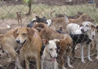 Aplican medidas a albergue de animales por no cumplir medidas sanitarias 