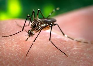 Aedes Aegypti disminuye en la provincia de Chiriquí