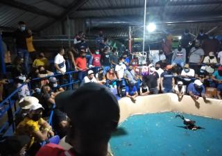 Verifican galleras en Las Margaritas de Chepo