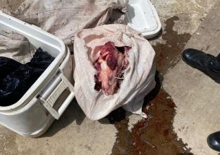 Decomisan carne de dudosa procedencia en Panamá Este