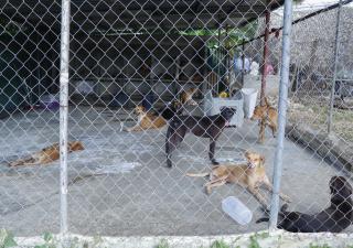 Inspeccionan refugio para perros en Tocumen  