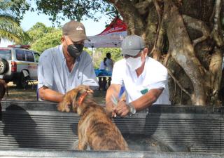 MINSA realizará jornada de vacunación para perros y gatos en Río de Jesús y Soná
