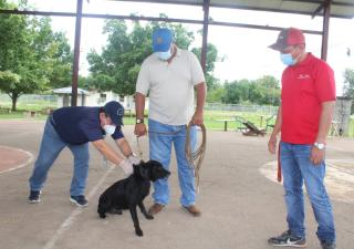 Vacunación gratuita contra la rabia para perros y gatos