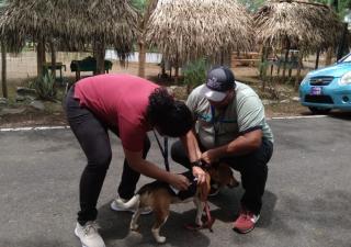 Vacunación gratuita para perros y gatos en los terrenos de la feria de Veraguas con sede en Soná 