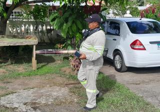 Control de vectores en Panamá Oeste realiza acciones para evitar la proliferación del mosquito.