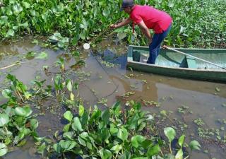 En isla de Gamboa, control de vectores realiza acciones contra el dengue y la malaria