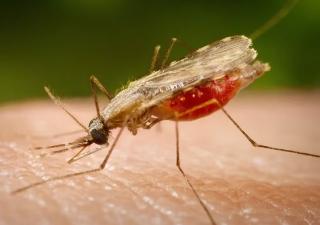 MINSA mantiene intervenciones en zonas endémicas contra la malaria y otros vectores