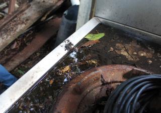San Miguelito, insta a la población eliminar los criaderos del mosquito para evitar casos de dengue