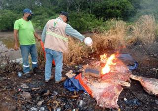 Minsa decomisa 400 libras de carne de dudosa procedencia