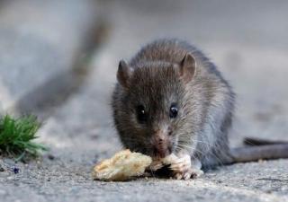 Minsa redobla vigilancia al registrarse dos nuevos casos de Hantavirus en Tonosí