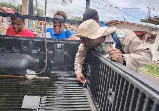 Acciones masivas contra del dengue en Nuevo Colón